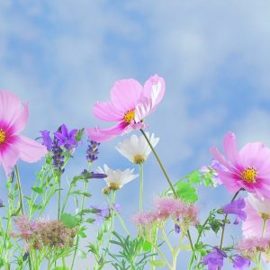 ©pixabayCCO DreamyArt